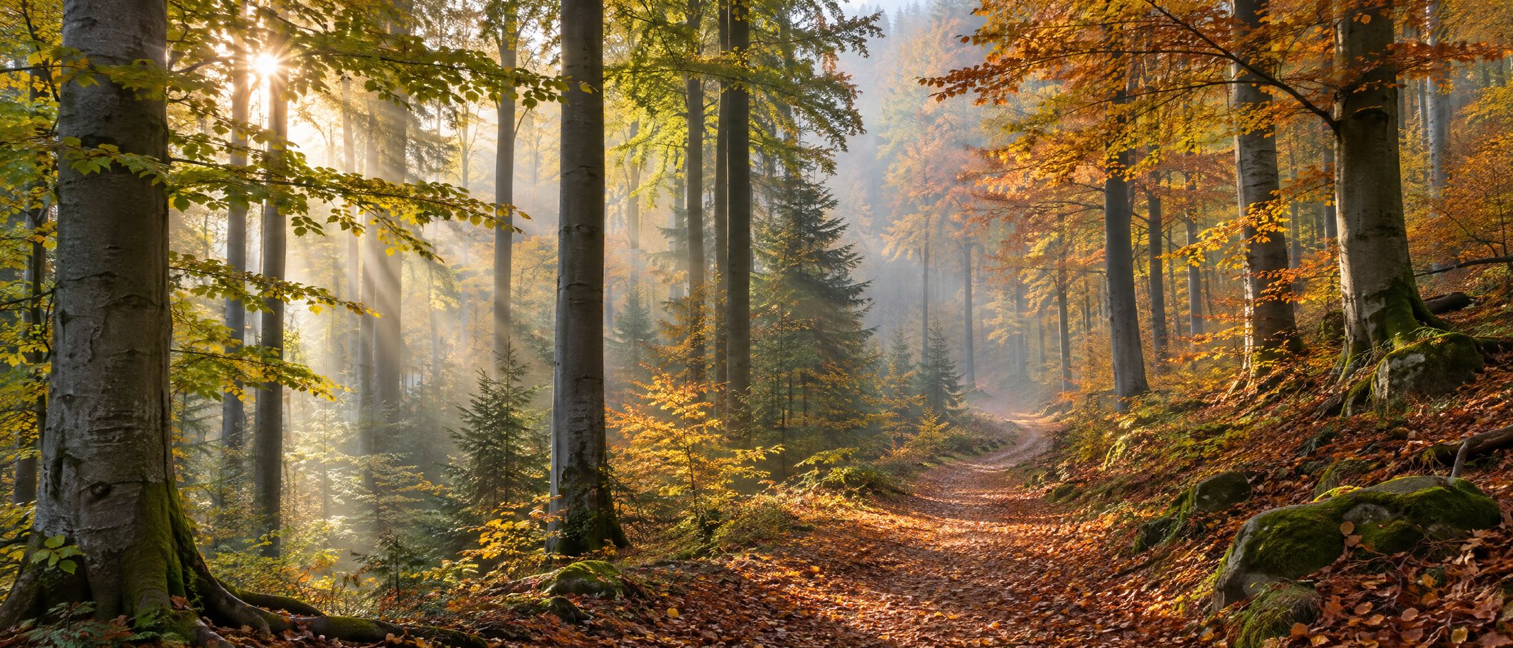 Ardennes beech forest in autumn, in the morning mist